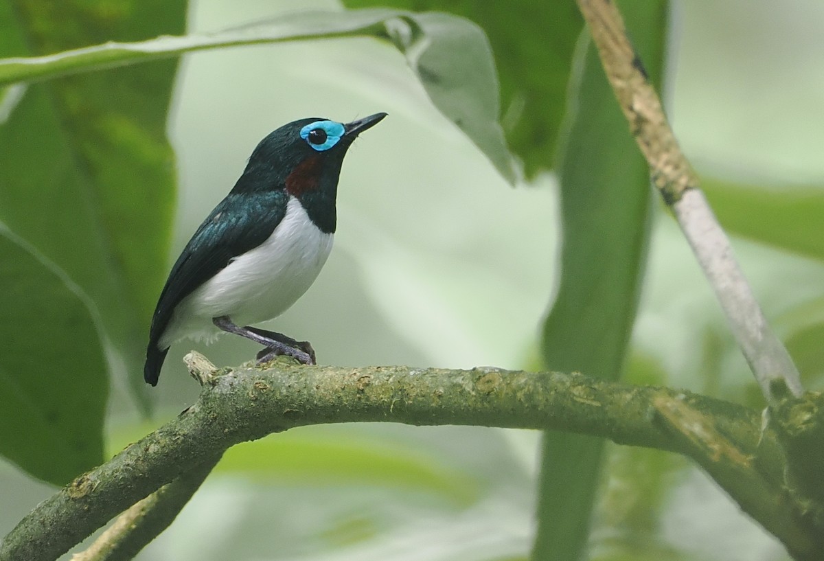 Jameson's Wattle-eye - ML646953290