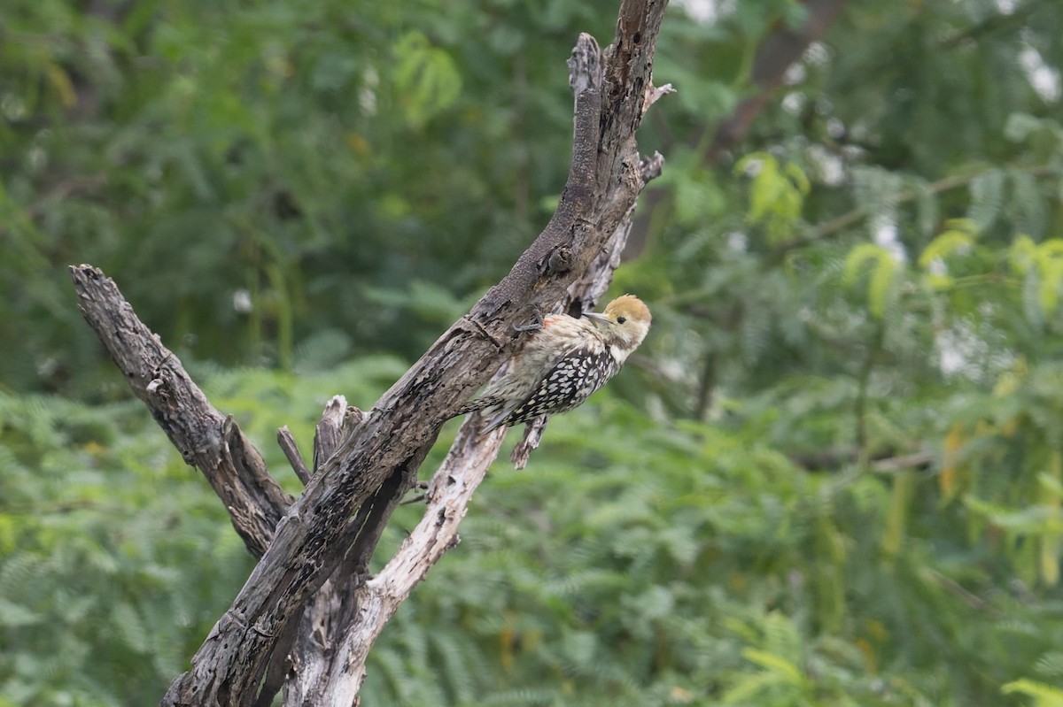 Gelbscheitelspecht - ML646953291