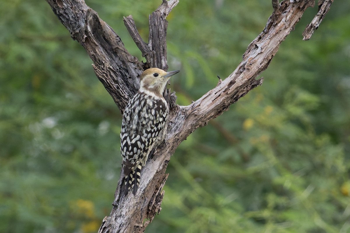 Gelbscheitelspecht - ML646953292