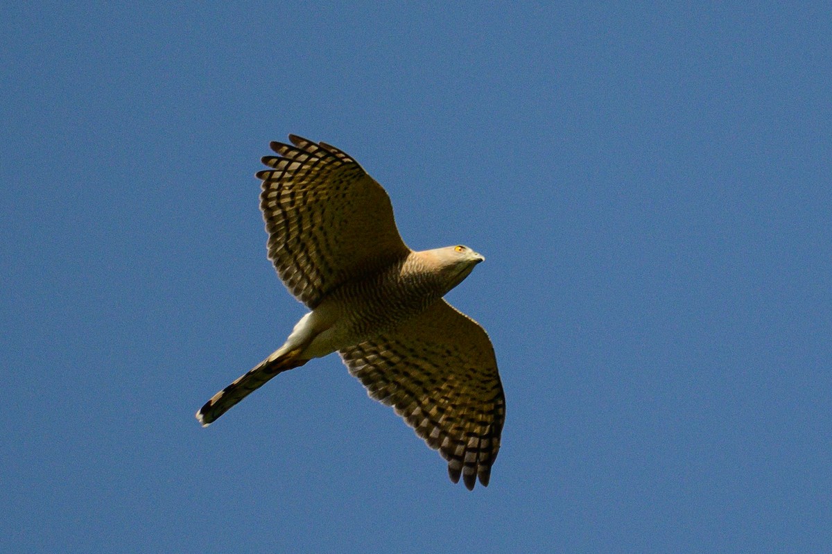 Тювик - ML646953293