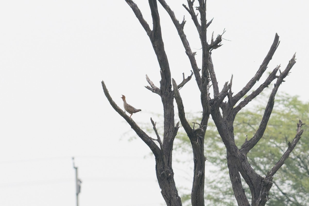 Tropfenfrankolin - ML646953295