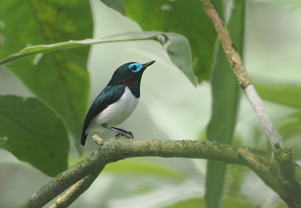 Jameson's Wattle-eye - ML646953296