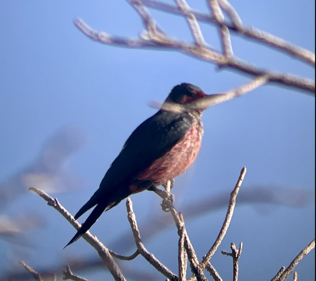 Lewis's Woodpecker - ML646953298