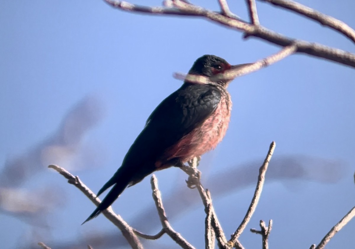 Lewis's Woodpecker - ML646953301