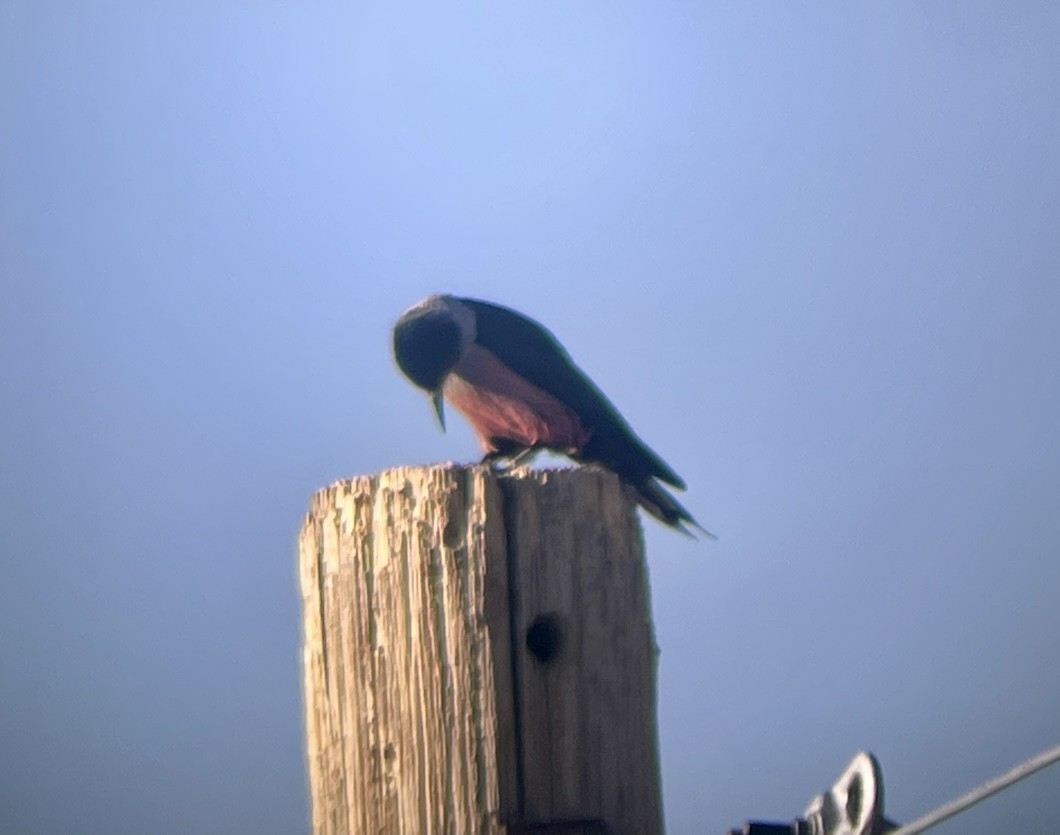 Lewis's Woodpecker - ML646953304