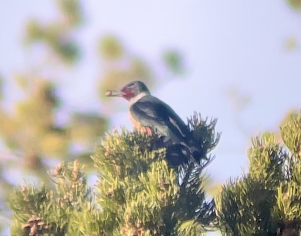 Lewis's Woodpecker - ML646953305