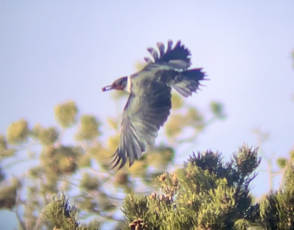 Lewis's Woodpecker - ML646953306