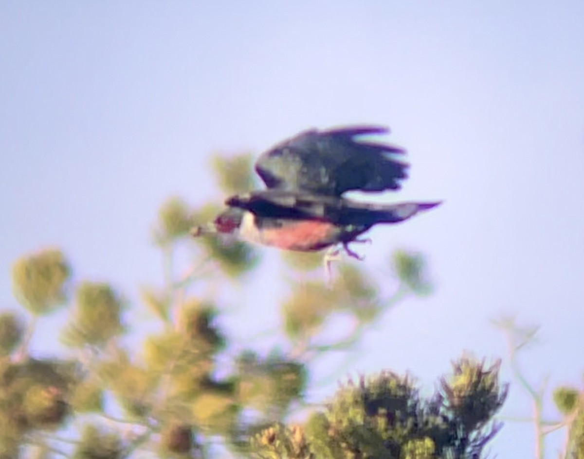 Lewis's Woodpecker - ML646953307