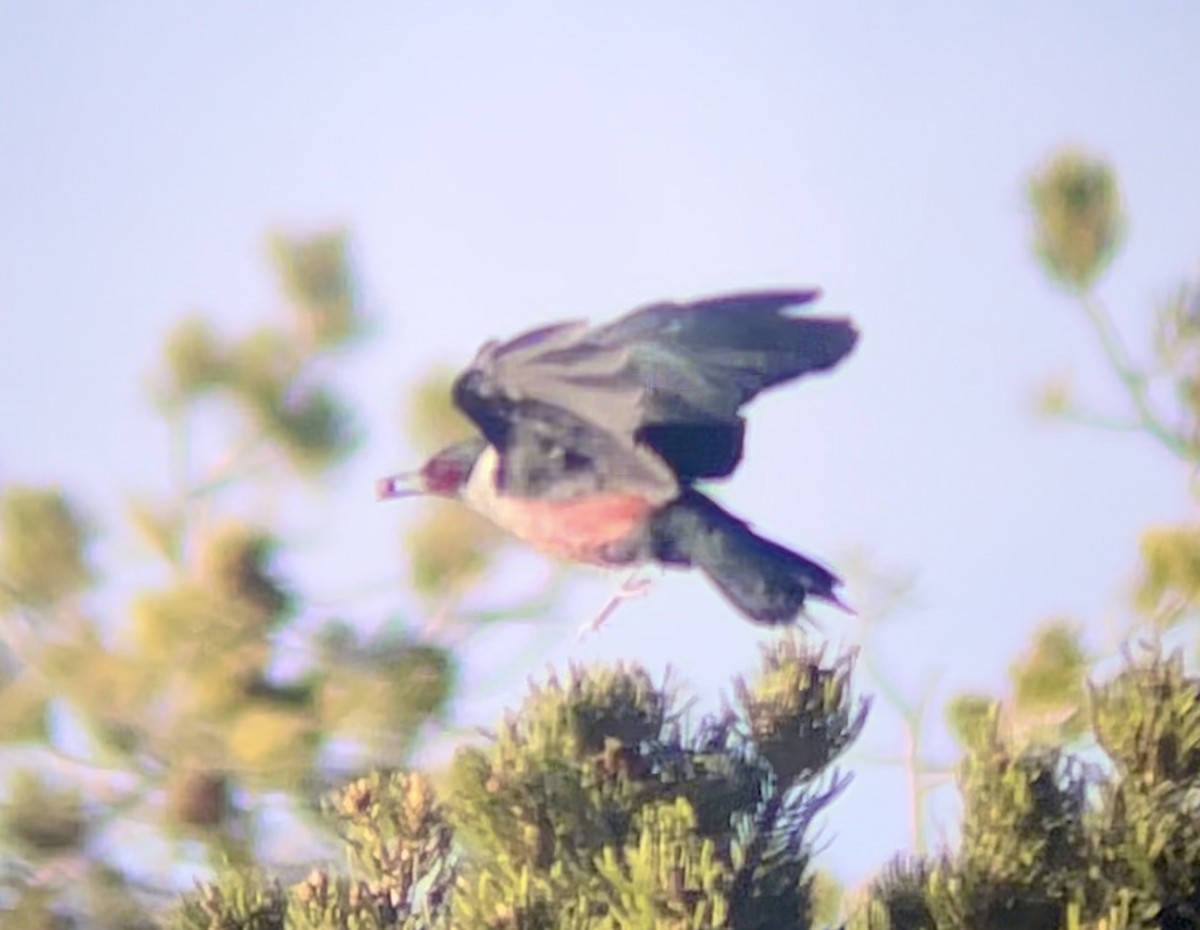 Lewis's Woodpecker - ML646953308