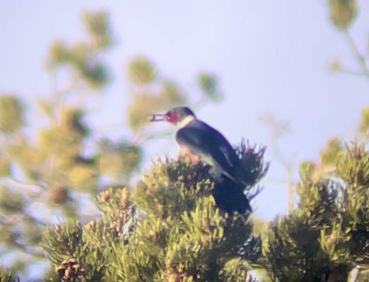 Lewis's Woodpecker - ML646953309
