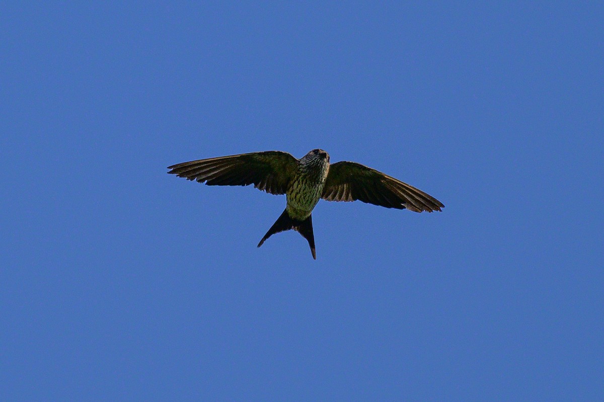 Eastern Red-rumped Swallow - ML646953311