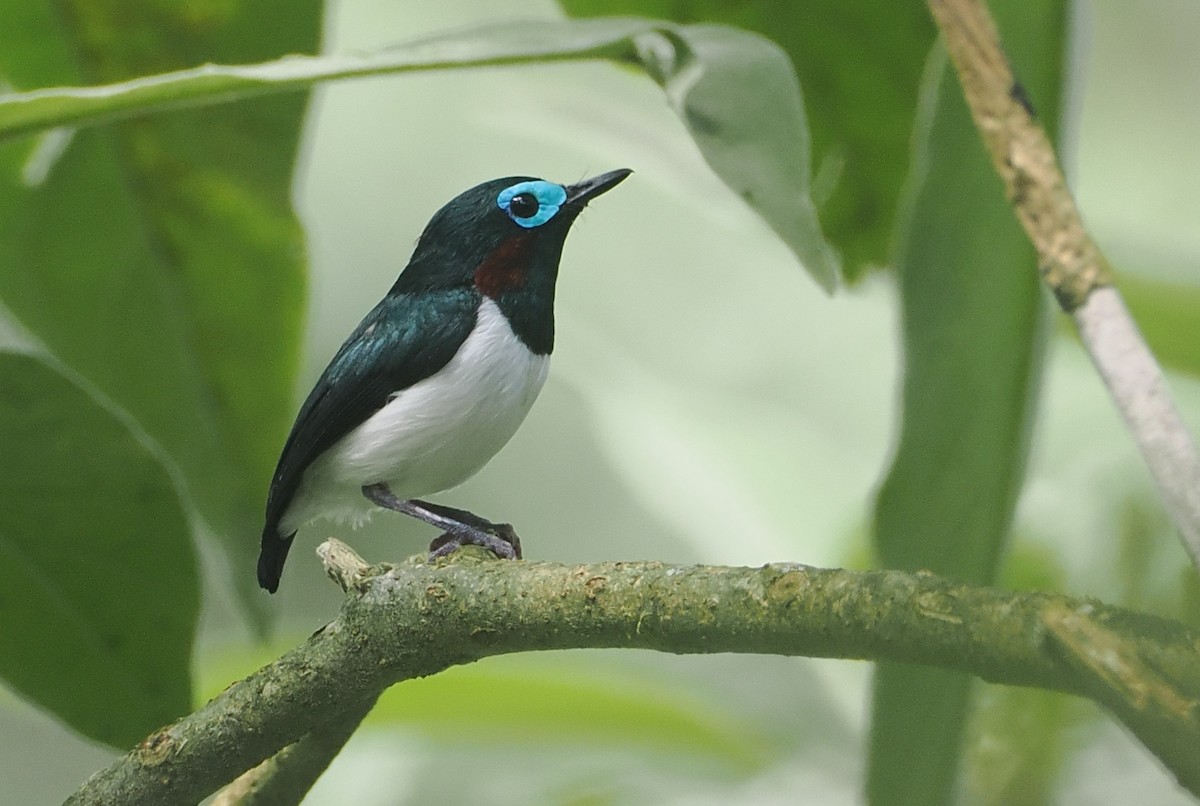 Jameson's Wattle-eye - ML646953312