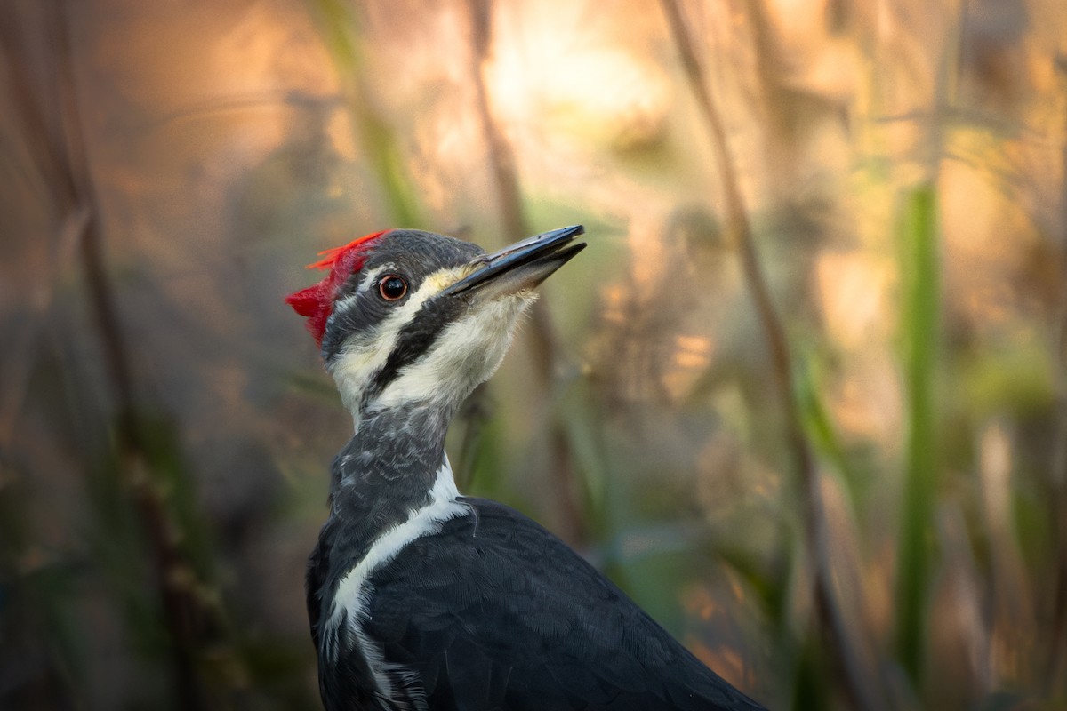 Pileated Woodpecker - ML646953313