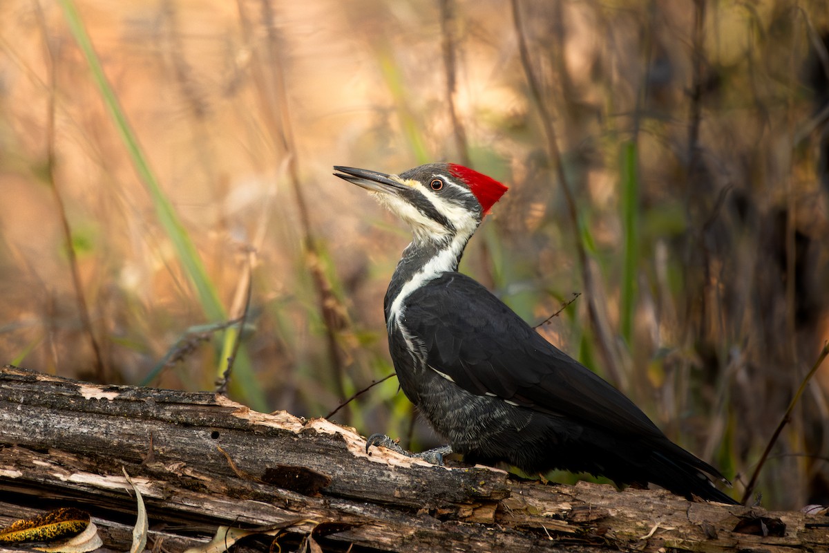 Pileated Woodpecker - ML646953314