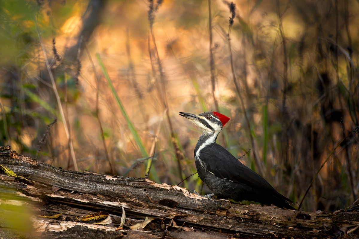 Pileated Woodpecker - ML646953315