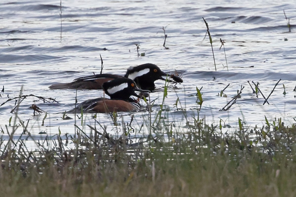 Hooded Merganser - ML646953321