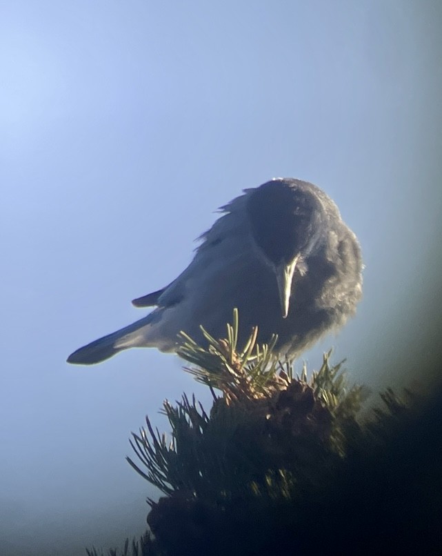 Pinyon Jay - ML646953322