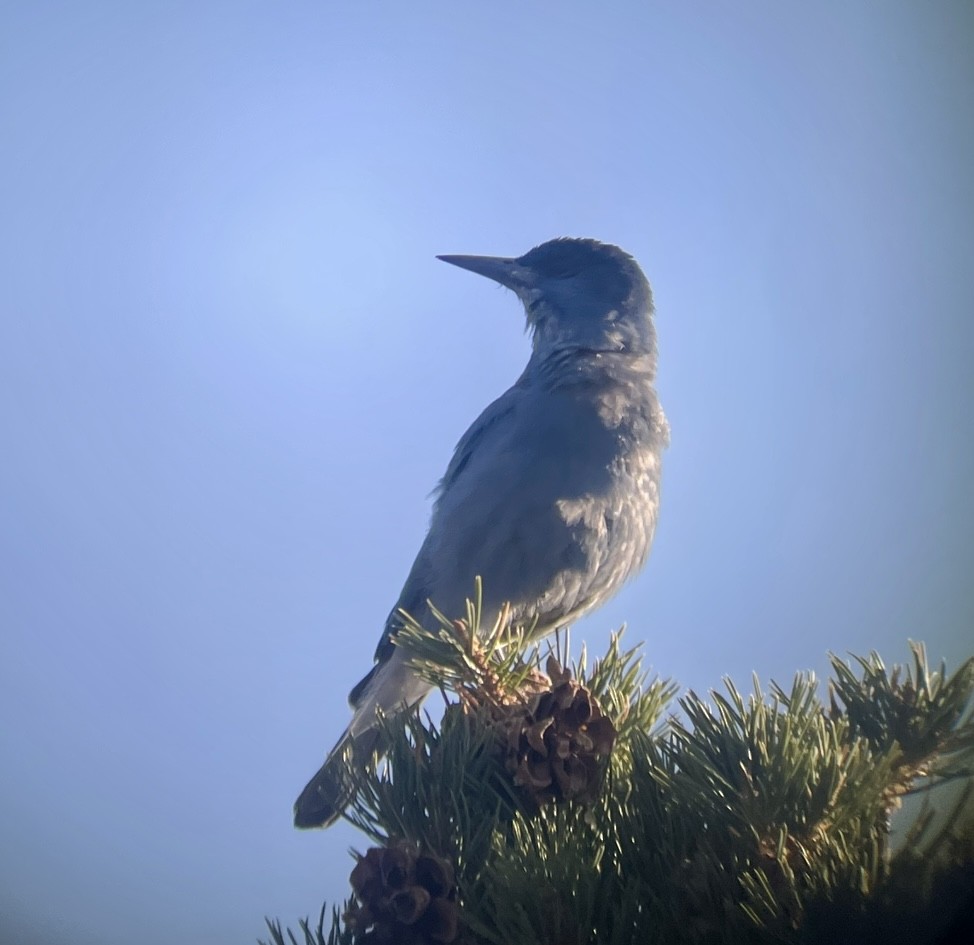 Pinyon Jay - ML646953323