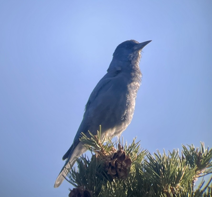 Pinyon Jay - ML646953324