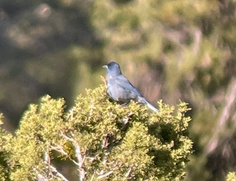 Pinyon Jay - ML646953325