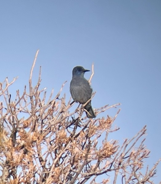 Pinyon Jay - ML646953326