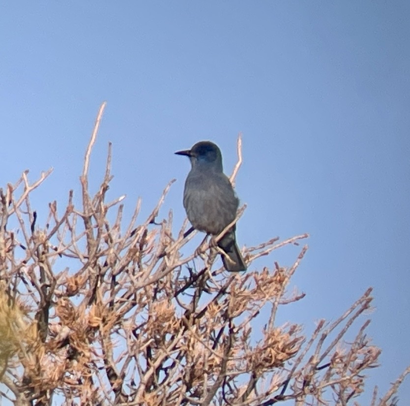Pinyon Jay - ML646953327