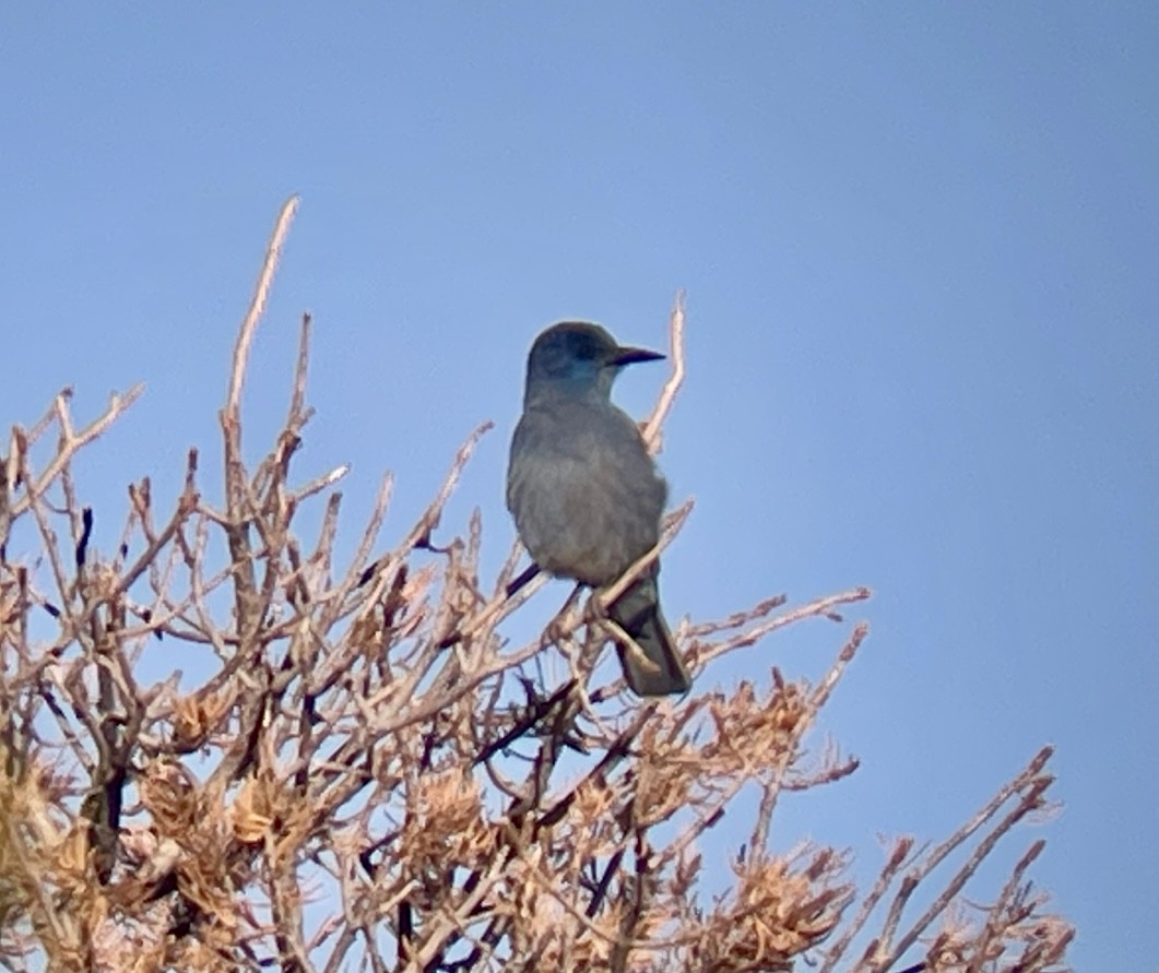 Pinyon Jay - ML646953328
