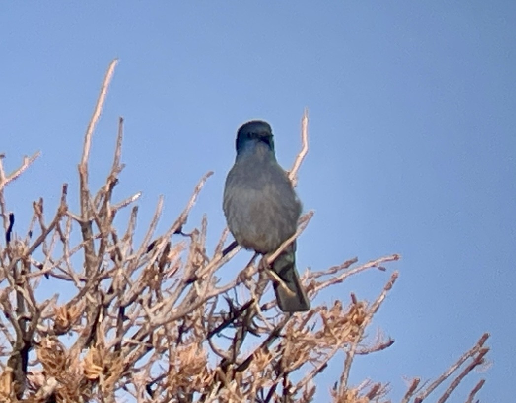 Pinyon Jay - ML646953329