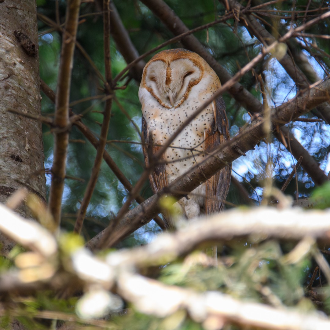 American Barn Owl - ML646953345