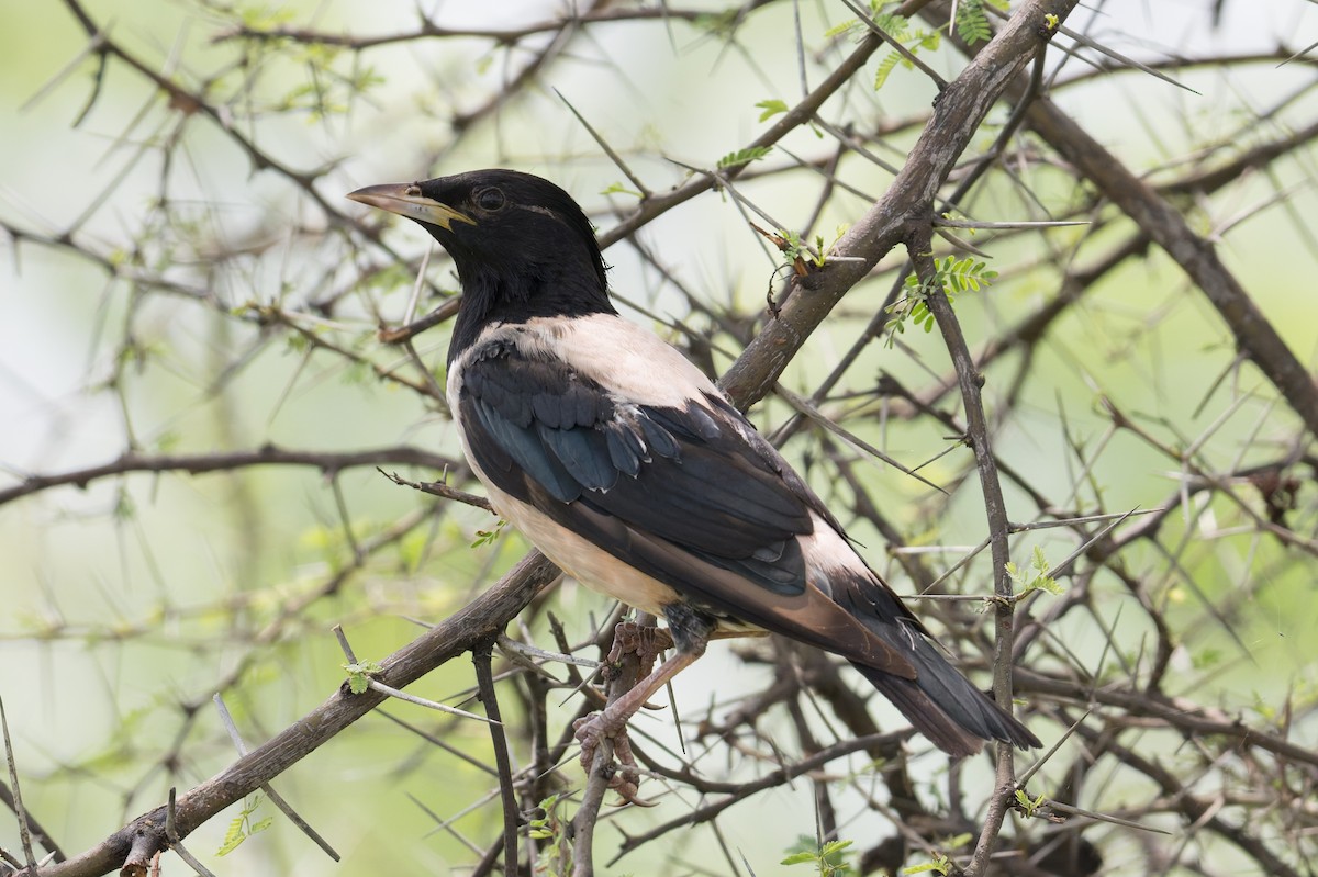 Rosenstar - ML646953349