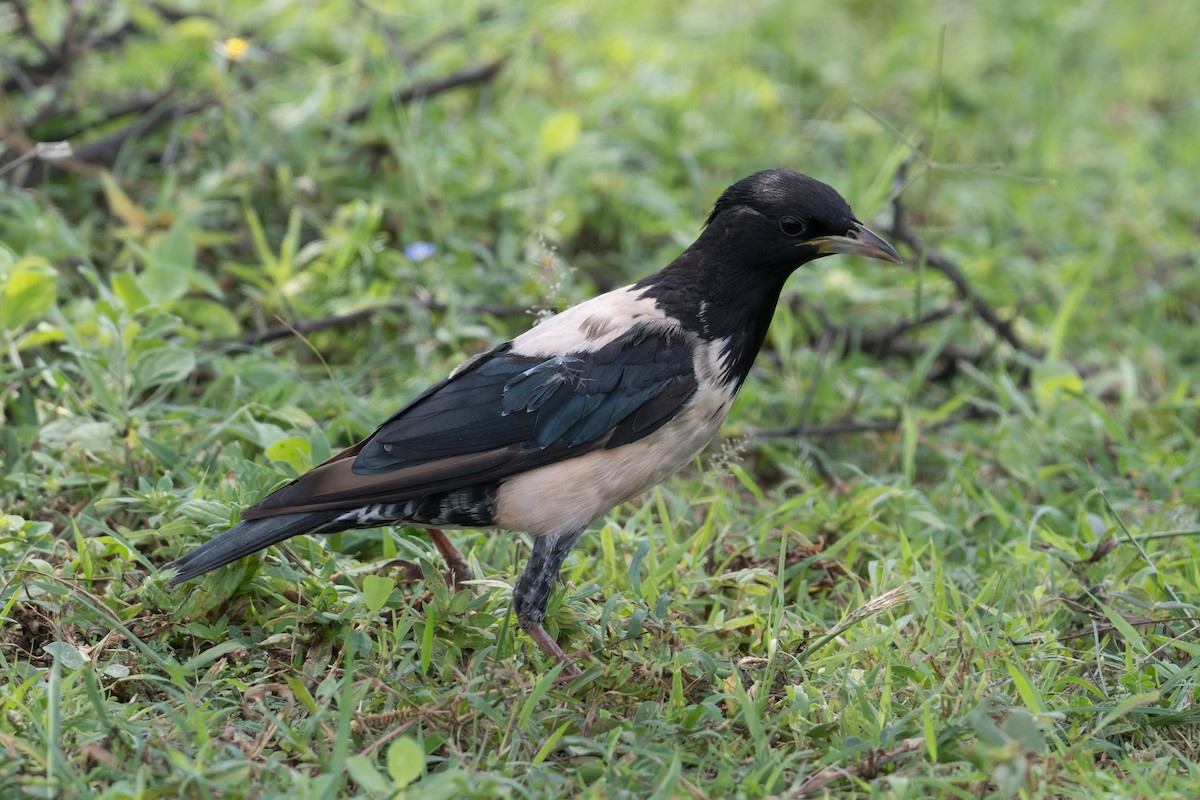 Rosenstar - ML646953350