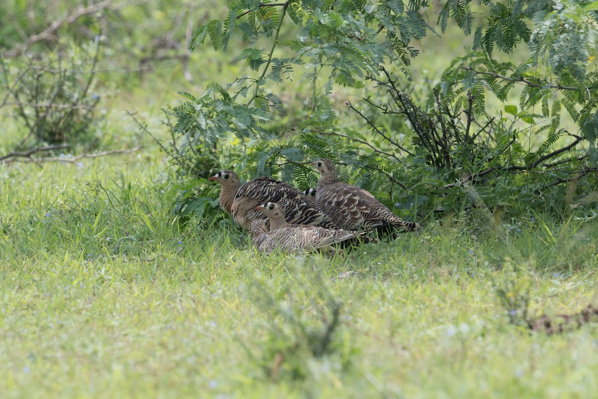 Bindenflughuhn - ML646953352