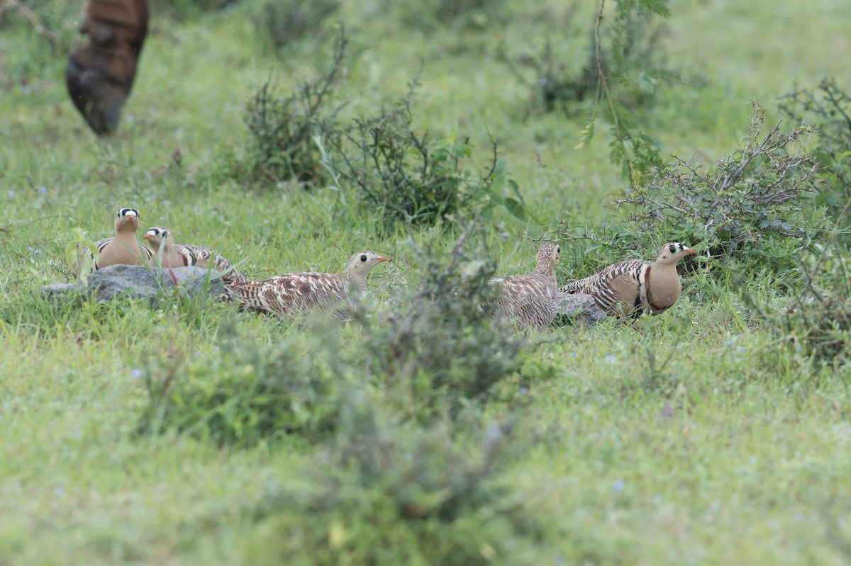 Bindenflughuhn - ML646953354