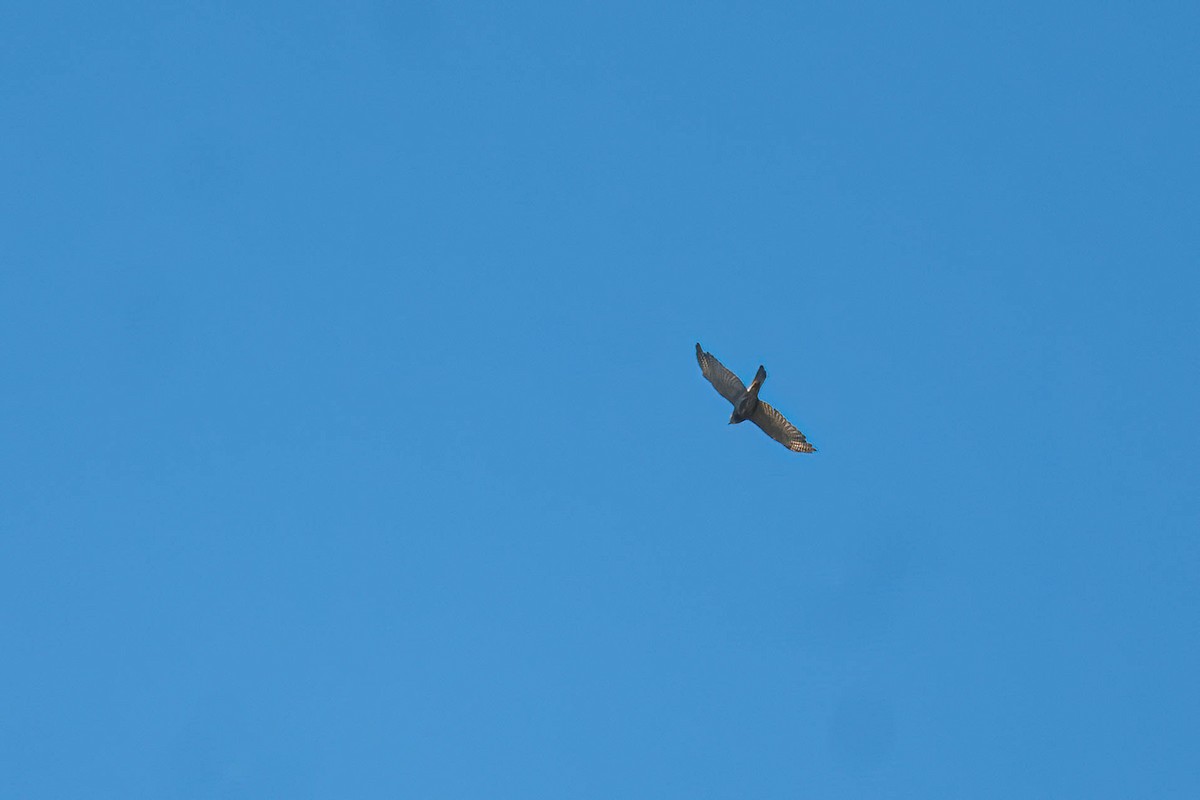 Brown Goshawk - ML646953355