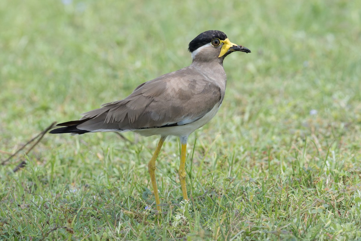 Gelblappenkiebitz - ML646953356