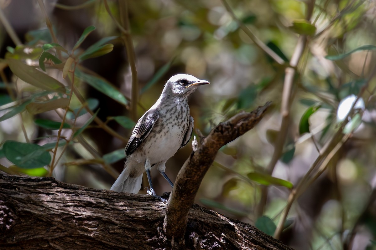 Tropical Mockingbird - ML646953358