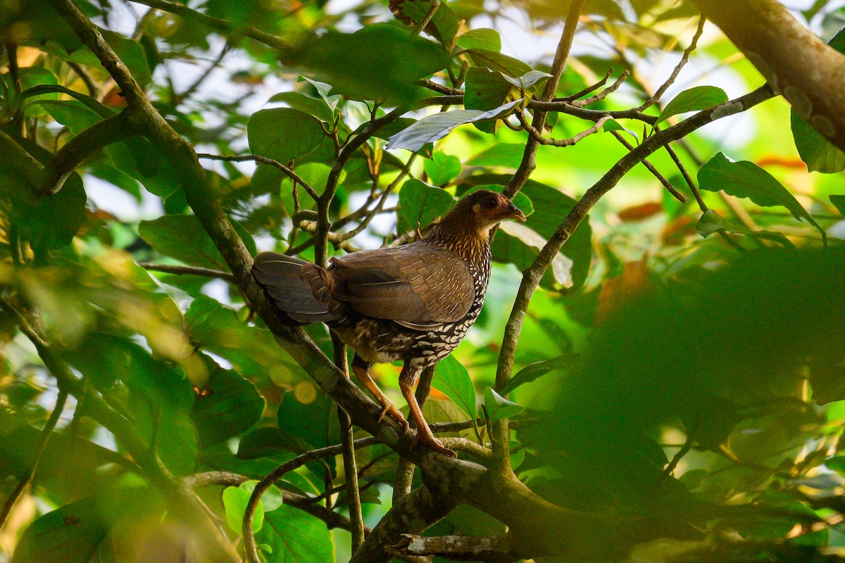 Gray Junglefowl - ML646953359