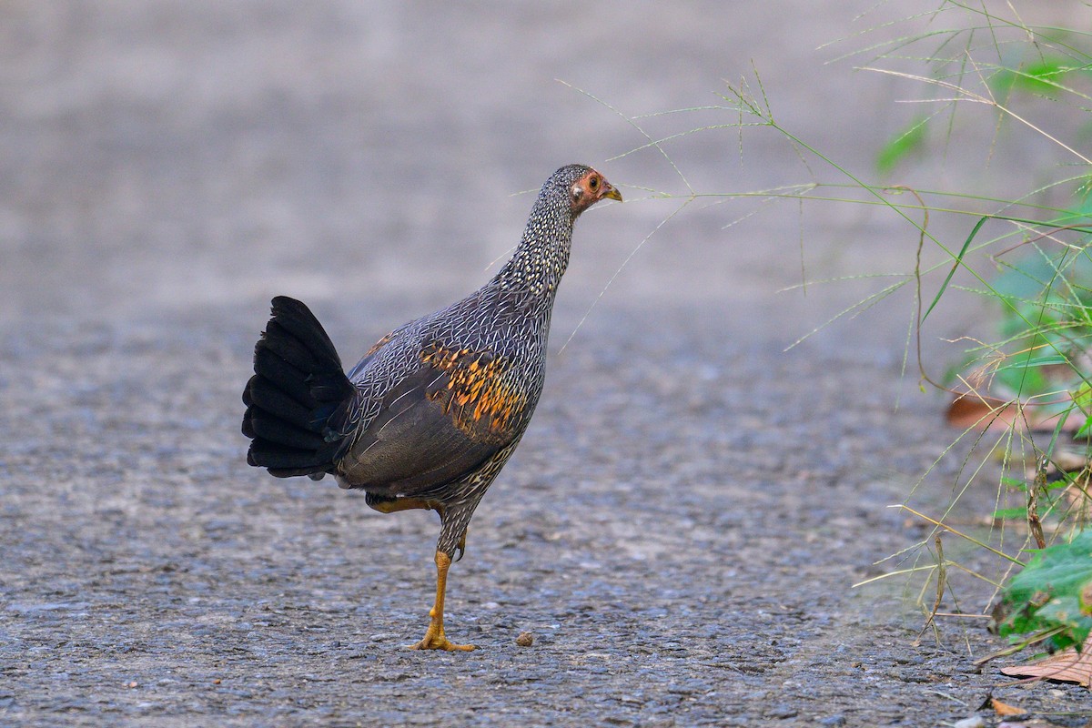 Gray Junglefowl - ML646953360
