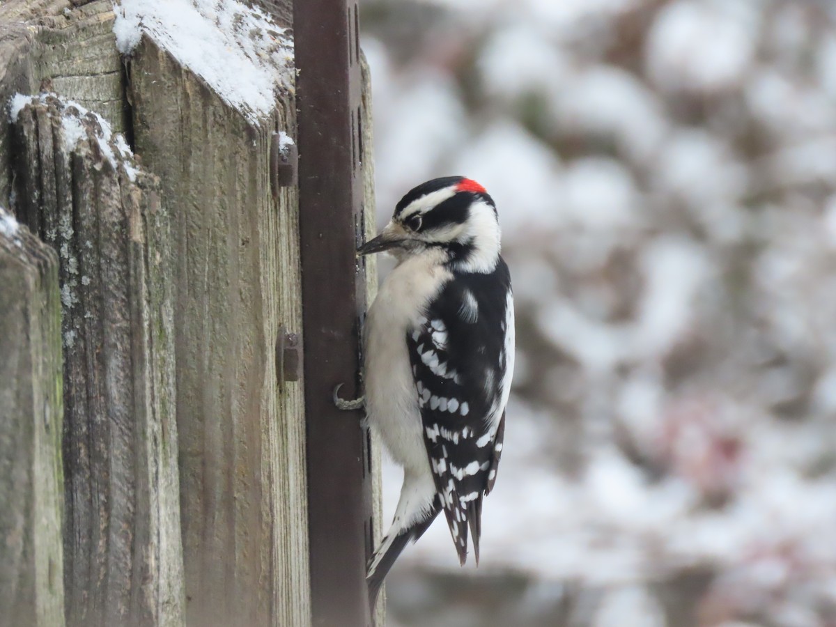Downy Woodpecker - ML646953361