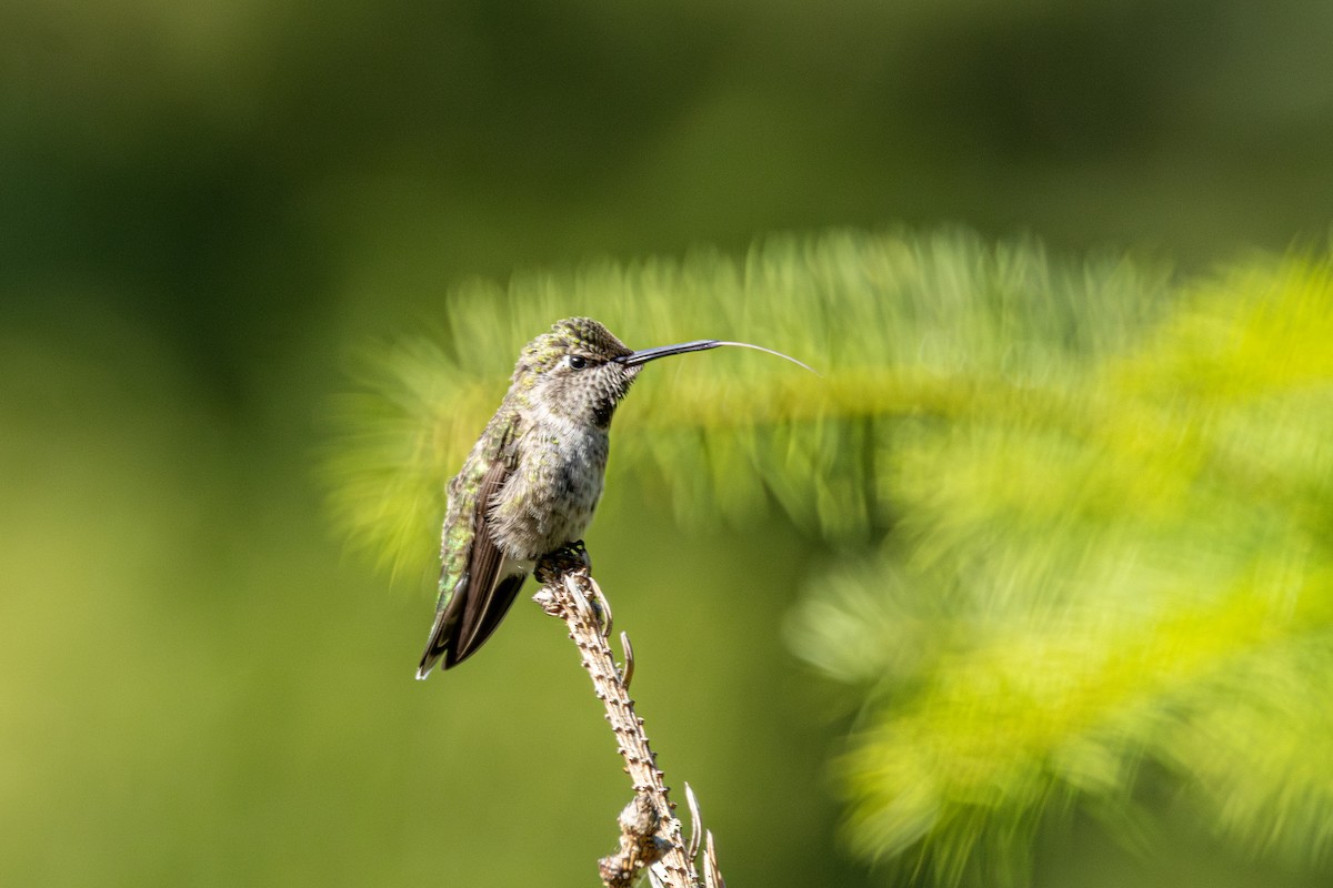 Anna's Hummingbird - ML646953365