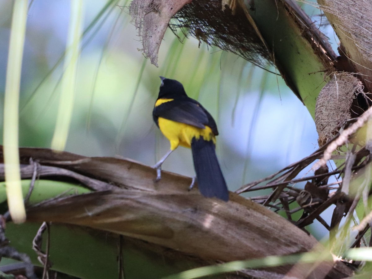 Black-cowled Oriole - ML646953367