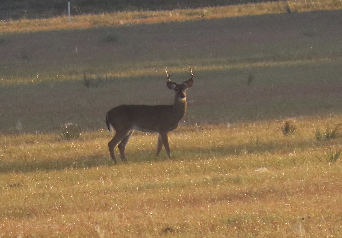 Animals - ML646953369