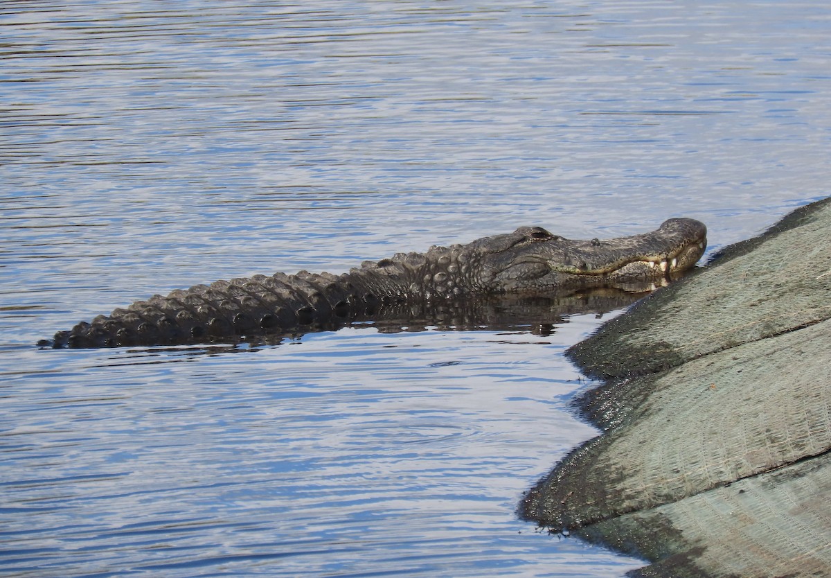 Animals - ML646953374