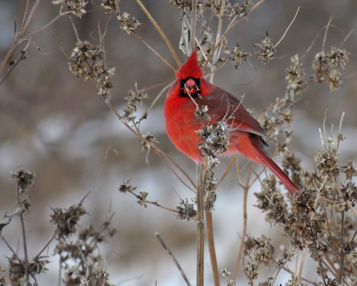 Northern Cardinal - ML646953375