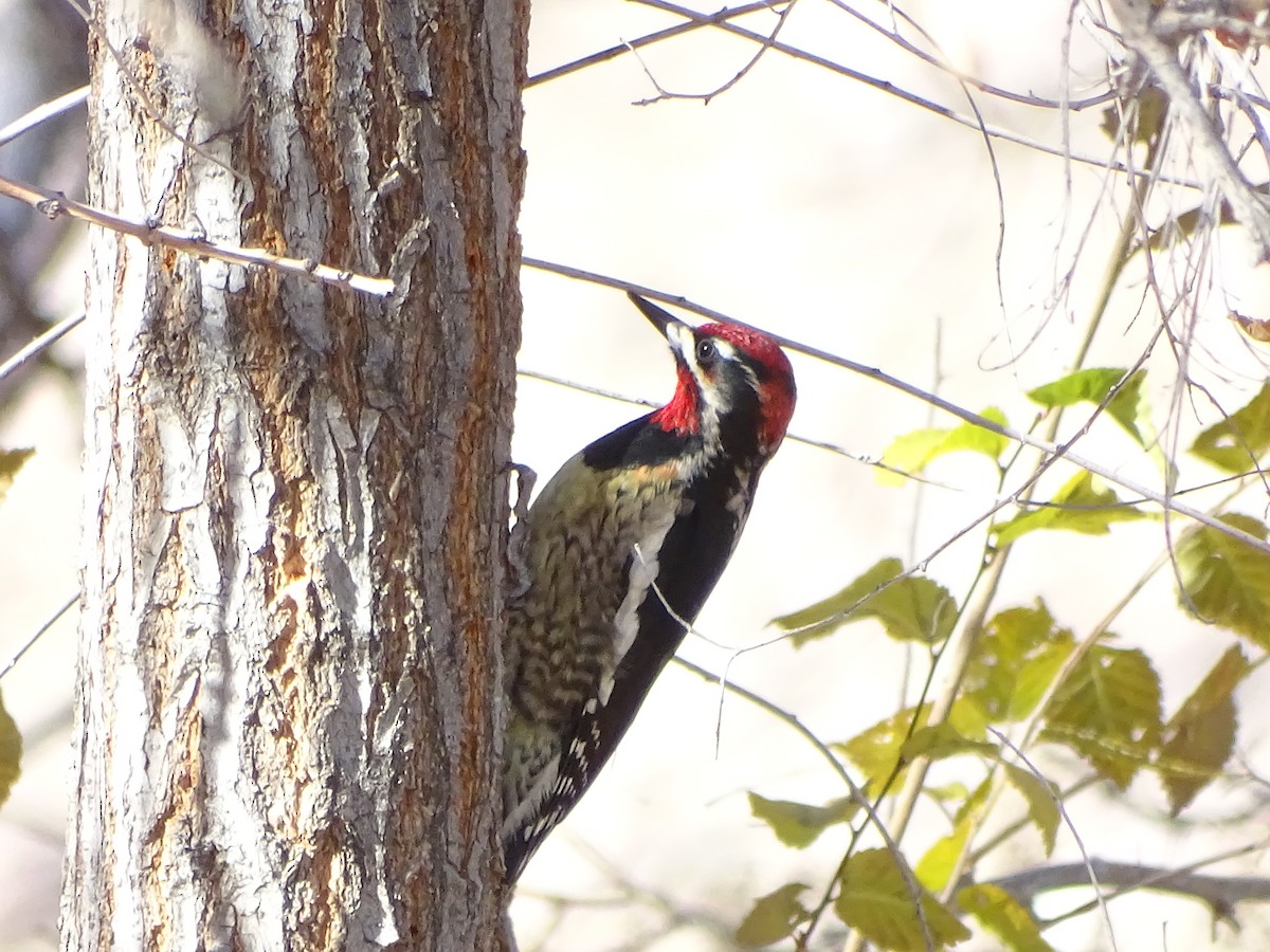 Al Enseli Ağaçkakan - ML646953376