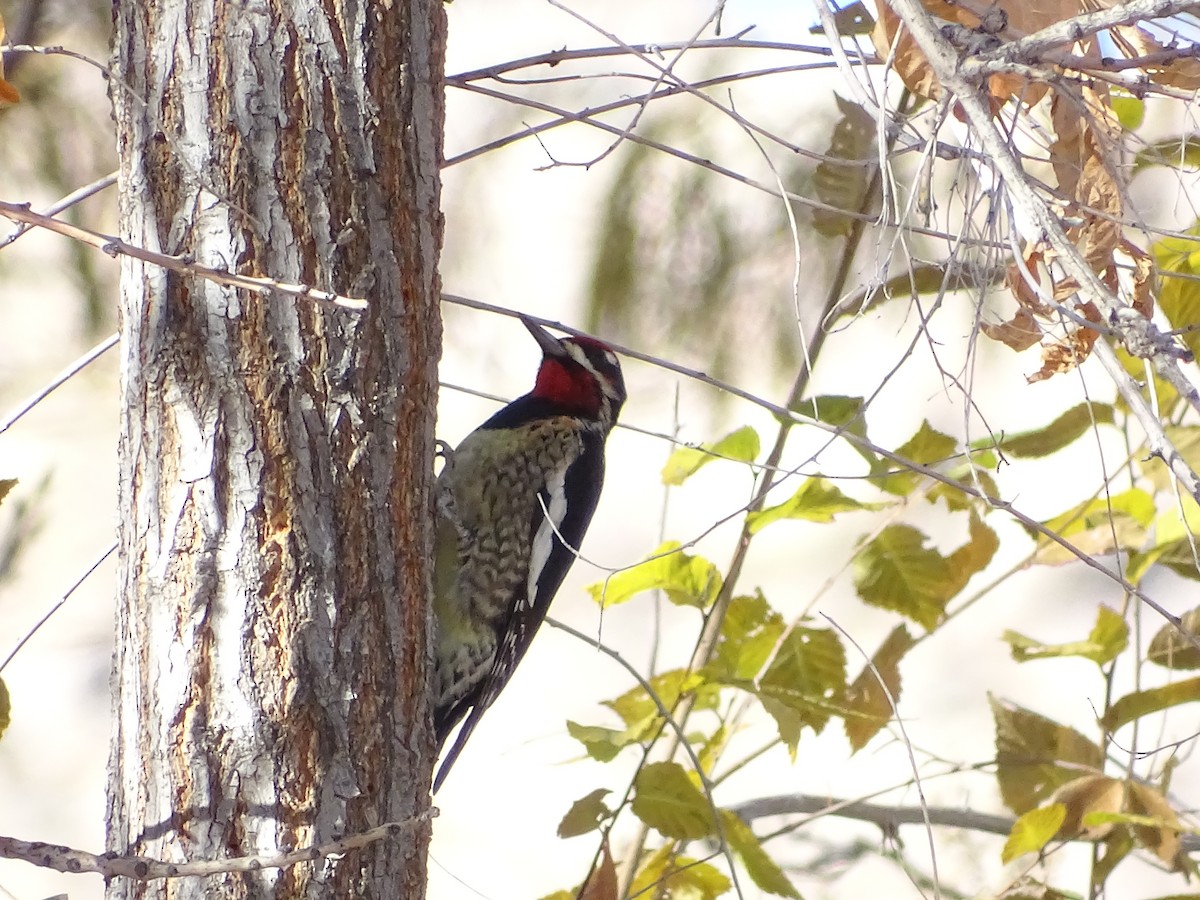 Al Enseli Ağaçkakan - ML646953377