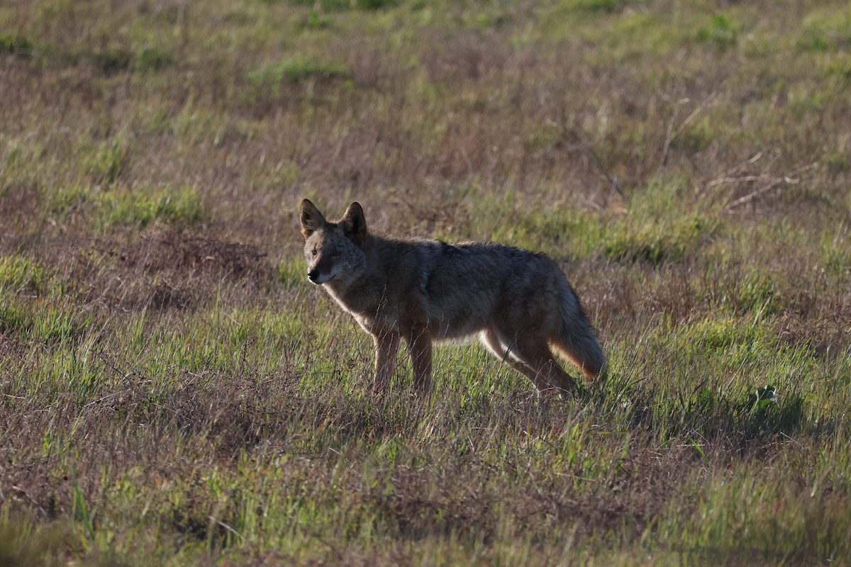 Kojote - ML646953379