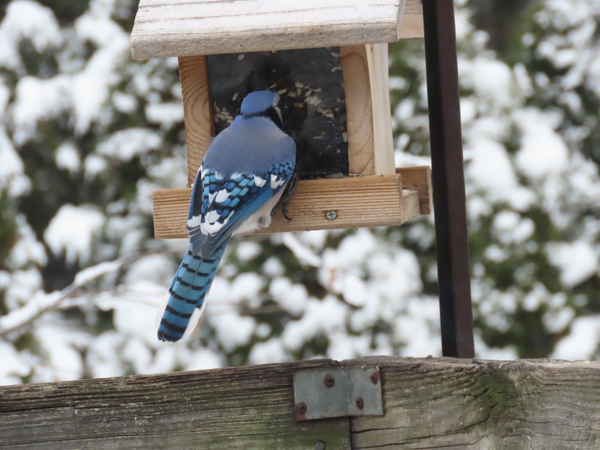 Blue Jay - ML646953380