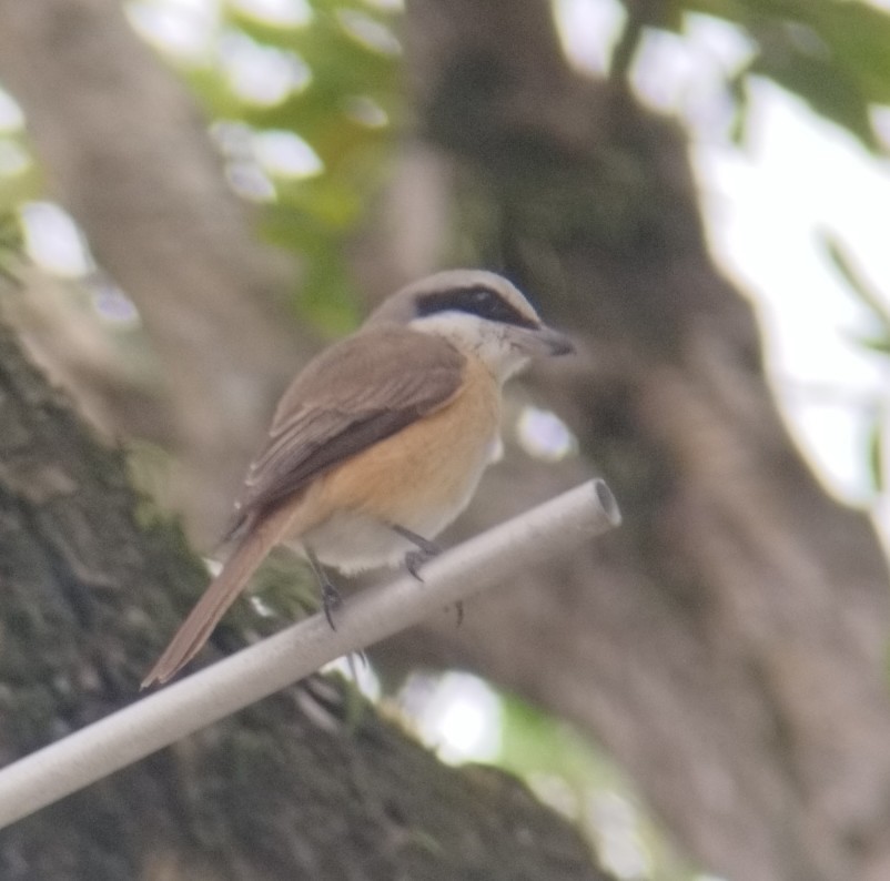 Brown Shrike (Philippine) - ML646953381