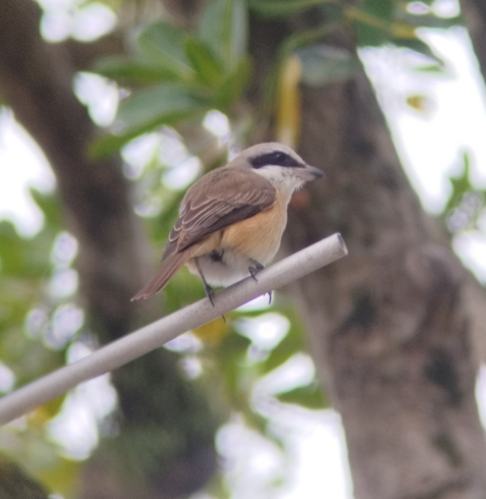 Brown Shrike (Philippine) - ML646953385
